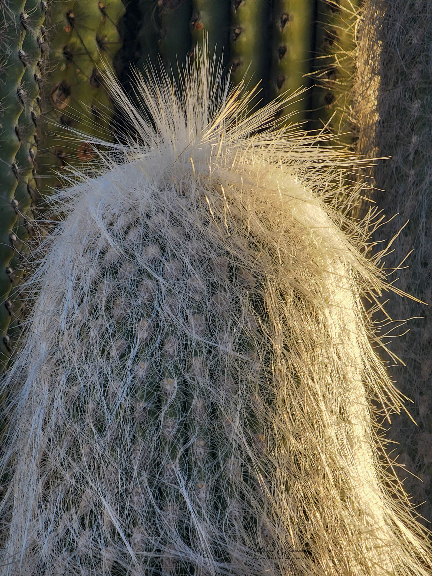 Cephalocereus senilis